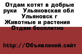 Отдам котят в добрые руки - Ульяновская обл., Ульяновск г. Животные и растения » Отдам бесплатно   